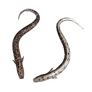 Iron Wolf Loach VI 15cm 06 1vnt